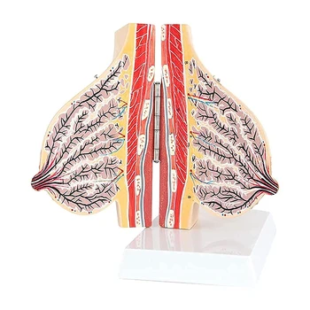 Структура женской груди В Период Лактации Анатомическая Модель Учебные Ресурсы по Медицинской Науке Прямая Поставка